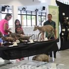 Exposição de animais do Museu de Zoologia da FTC.